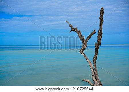 Holbox tropical Island mangroove beach in Quintana Roo of Mexico