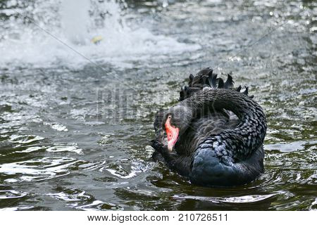 Black swan