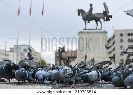 Pigeons in Ulus Square - Ankara, Turkey