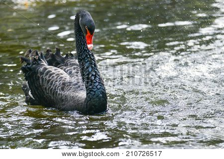 Black swan