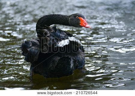 Black swan