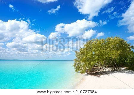Holbox Island beach mangroove in Quintana Roo of Mexico