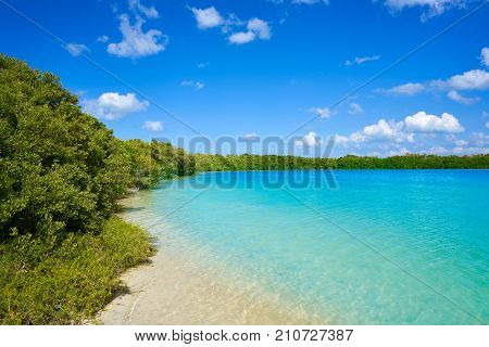 Holbox Island beach mangroove in Quintana Roo of Mexico