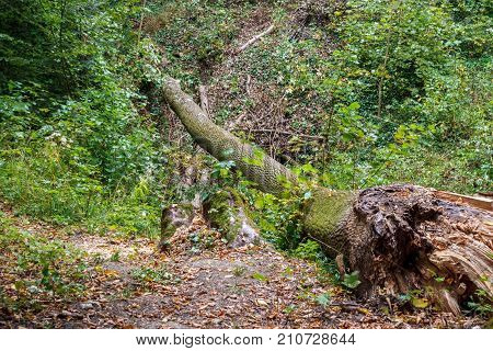 A fallen tree in the Hoh rain forest is decaying and recycling its nutrients.