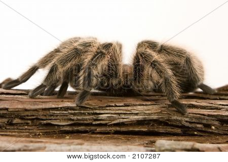Cileno Rose Tarantula