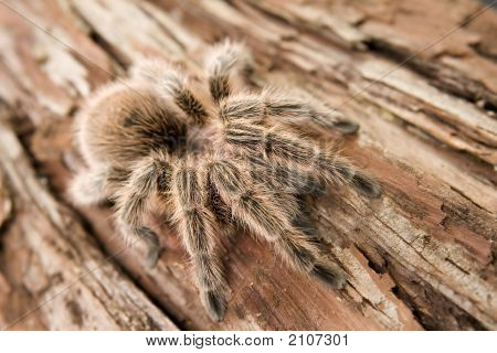 Cileno Rose Tarantula