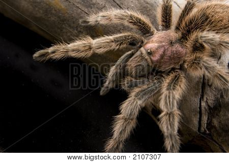 Cileno Rose Tarantula