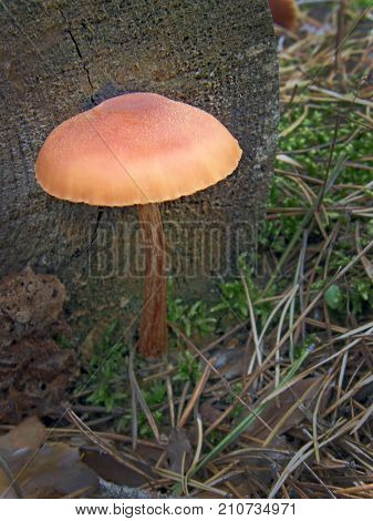 Forest mushroom photo. Very beautiful image