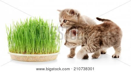Cute kittens and wheat grass on white background