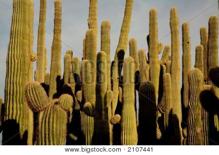 Zavřete seskupení kaktus Saguaro