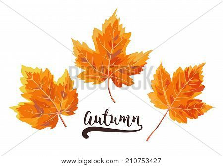 Vector autumn watercolor style seasonal card design with drawn colorful orange yellow red fall Maple forest tree leaves. Greeting postcard banner decorative nature element set & copy space on white