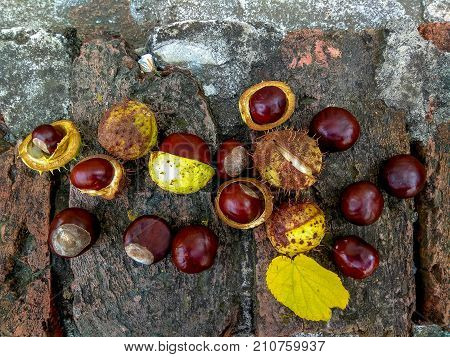 Ripe chestnuts on ground, outdoor shoot, top view, autumn background