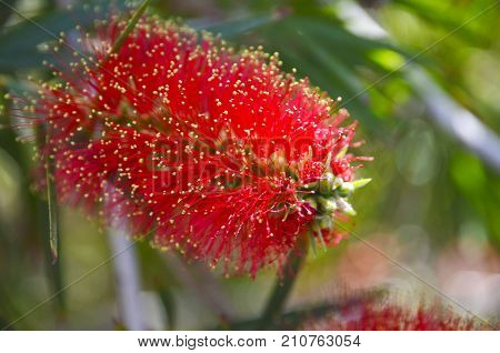 Red Callistemon flower in the tropical garden of Tenerife,Canary Island,Spain. Callistemon Bottlebrush tree flowers.Callistemon exotic plant.Selective focus.