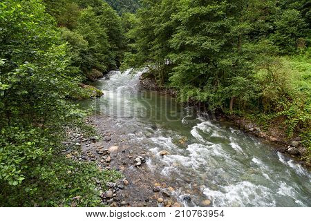 Flowing Firtina River In Rize In Forest