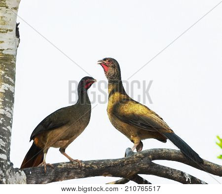 Ortalis Guttata Bird, Known As Aracua-pintado In Brazil