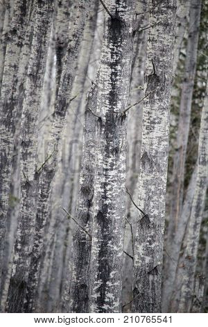 An Optical Illusion While Looking In A Birch Forest