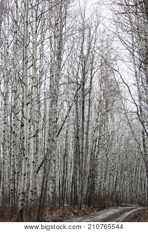 View Of A Birch Forest In Spring