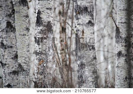Closeup Of A Tree Trunk In A Birch Forest