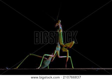 Mantis, macro photography common green mantis or pray mantis isolated on black background.