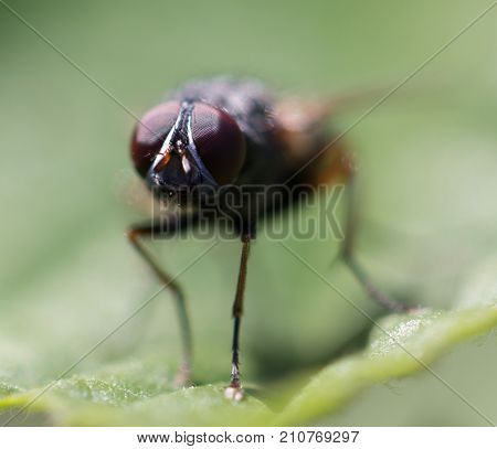 fly in nature. Macro . In the park in nature