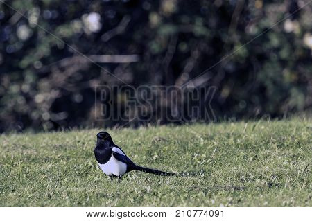 Wild magpie in the park - Bedfont Lakes Country Park, London