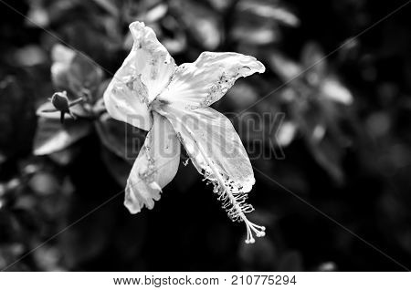 Monochrome macro portrait of a single isolated hibiscus blossom on black background