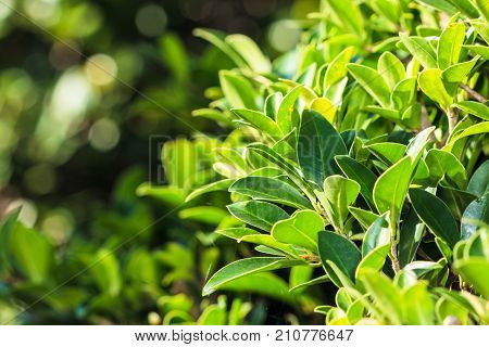 Closeup nature view of green leaf texture on blurred background in garden with copy space using as background natural greenery plants landscape ecology fresh wallpaper concept.