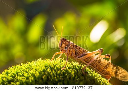 Close up of brown grasshopper Schistocerca gregaria grass meadow illuminated by a soft natural sunset light. The Schistocerca gregaria own to arachnid family.