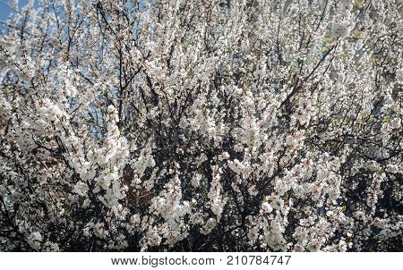 Apricot blossom bloom flowering. Spring. Branch with flowers. Floral background macro close up. Sakura flowers.
