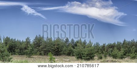 Beautiful  suumer landscape. View of pine forest on blue sky with clouds background.