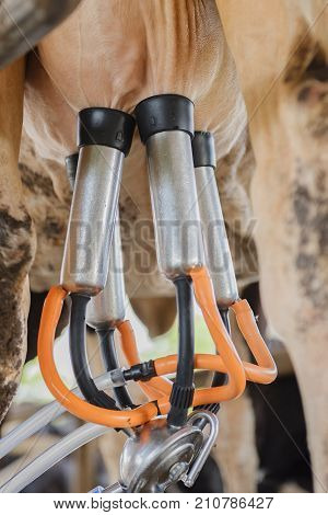 Dairy Farming