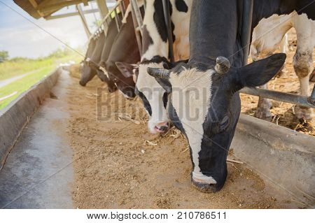 Dairy farmingartificial inseminationanimal husbandry in farmfarm cowshed with milking cowsCattle grazing in a field with the sunrise.
