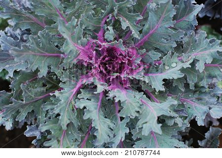 ORNAMENTAL PURPLE AND WHITE CABBAGE IN GARDEN