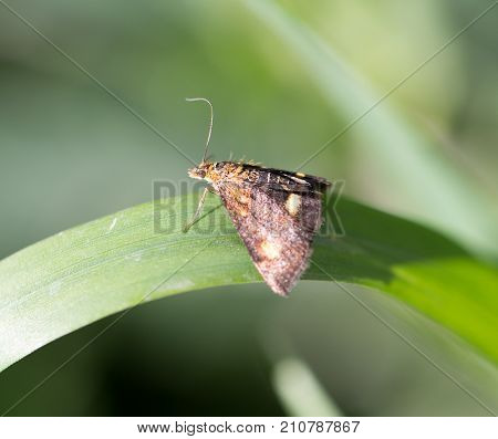 fly in the grass. macro In the park in nature