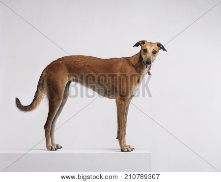 GREYHOUND STOOD ON WHITE BACKGROUND LOOKING AT CAMERA