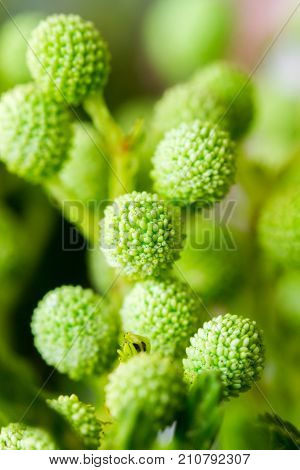 Spring Green Billy Balls Craspedia Flowers Over Light Background