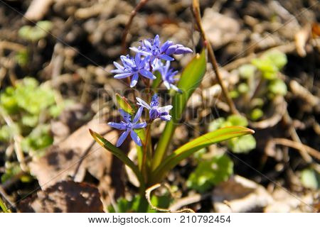 Blue Scilla Flower (scilla Bifolia) Or Squill