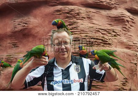 Alphen aan den Rijn Netherlands - September 01 2017 European man feeds rainbow lorikeets (Trichoglossus moluccanus) close up in ZOO Avifauna editorial.