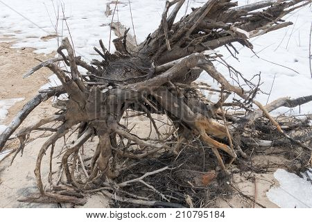 A tangled tree root that has drifted to shore in Winter.