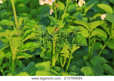 Closeup of potato bushes on plantation