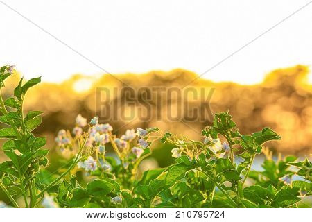 Closeup of potato bushes on plantation
