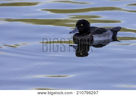 Tufted Duck swimming - Bedfont Lakes Country Park, London