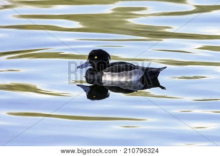 Tufted Duck swimming - Bedfont Lakes Country Park, London