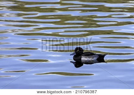 Tufted Duck swimming - Bedfont Lakes Country Park, London