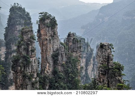 Zhangjiajie the „Avatar" mountains in Hunan province in China. Thousand and thousand rock soar to skyward. The evergreen pine trees struggle on the top of the hills.