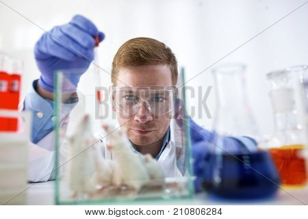 Chemist Doing Experiment With Lab Mouses
