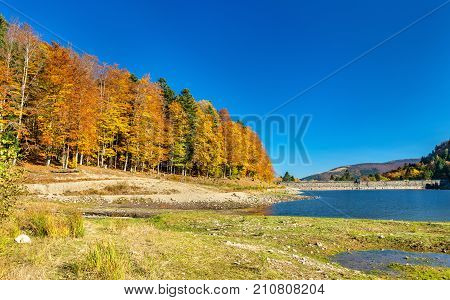 Colorful trees at the lakeside of Lac de la Lauch in the Vosges mountains - Alsace, France