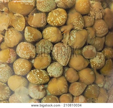 Caper (capparis Spinosa) Fruit Food