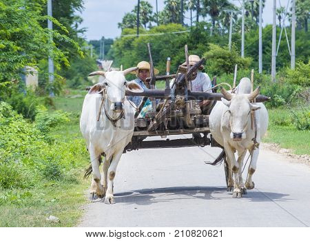 SHAN STATE MYANMAR - SEP 06: Burmese farmer riding ox cart in Shan state Myanmar on September 06 2017 Ox carts are widely used in Myanmar rural areas
