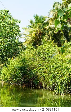 Jungle Of Kerala Backwaters - A Chain Of Brackish Lagoons And Lakes Lying Parallel To The Arabian Se